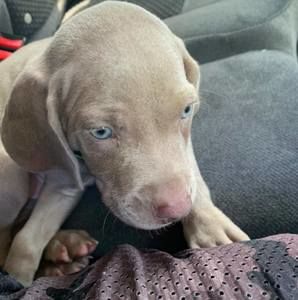 Meet your Posher, Raymond